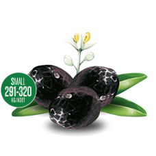 Jumbo Yaglı Zeytin